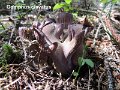 Gomphus clavatus-amf389-2